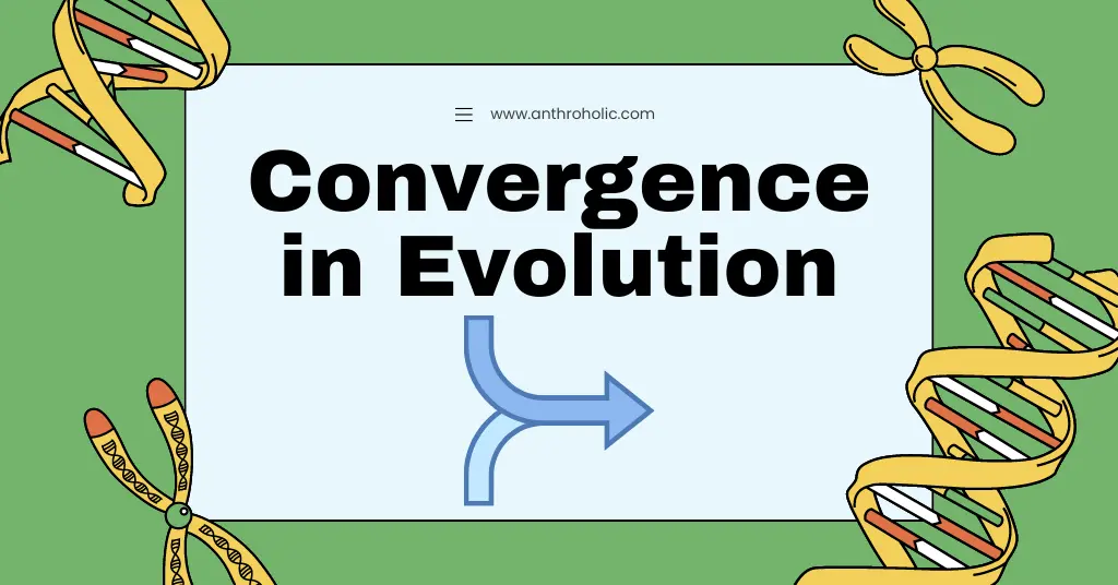 Convergent Evolution Explained